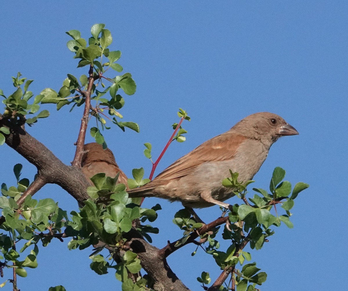 Parrot-billed Sparrow - ML620638562