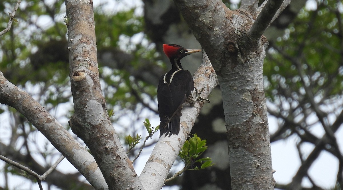 Pale-billed Woodpecker - ML620638564