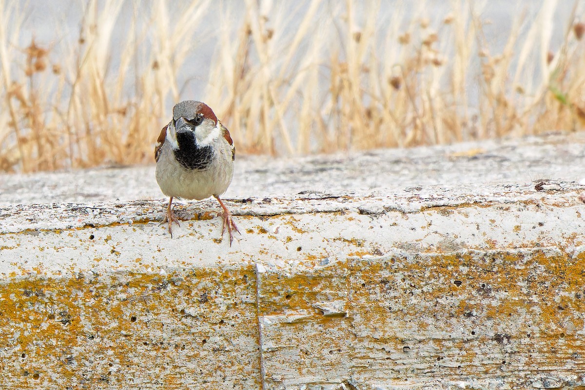 Moineau domestique - ML620638570