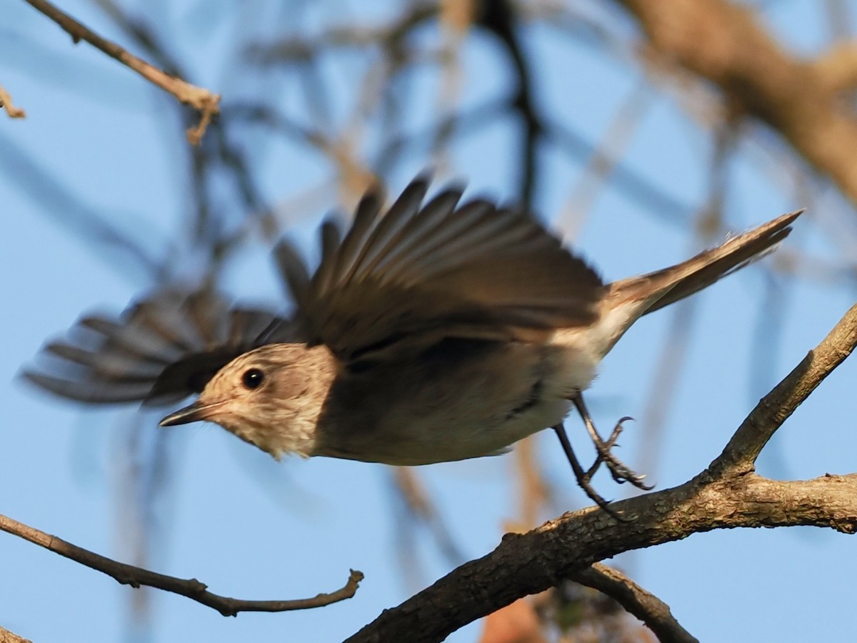 Spotted Flycatcher - ML620638572