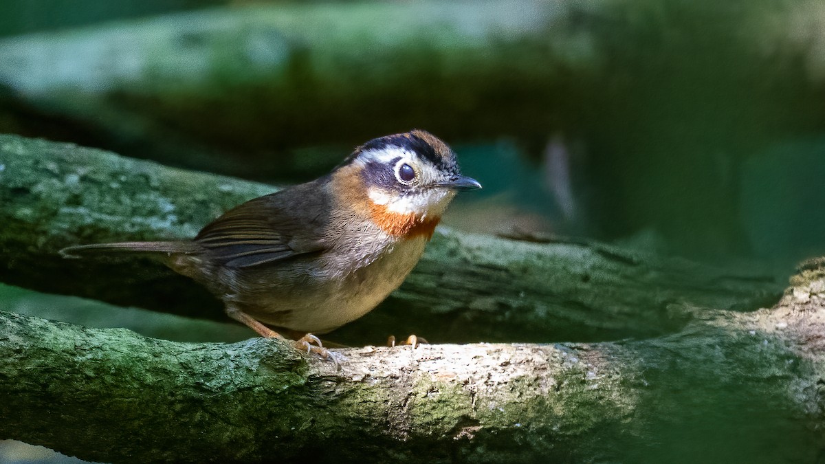 Rufous-throated Fulvetta - Pankaj Maheria