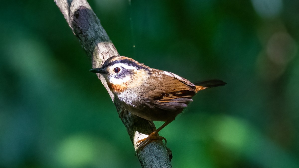 Rufous-throated Fulvetta - Pankaj Maheria