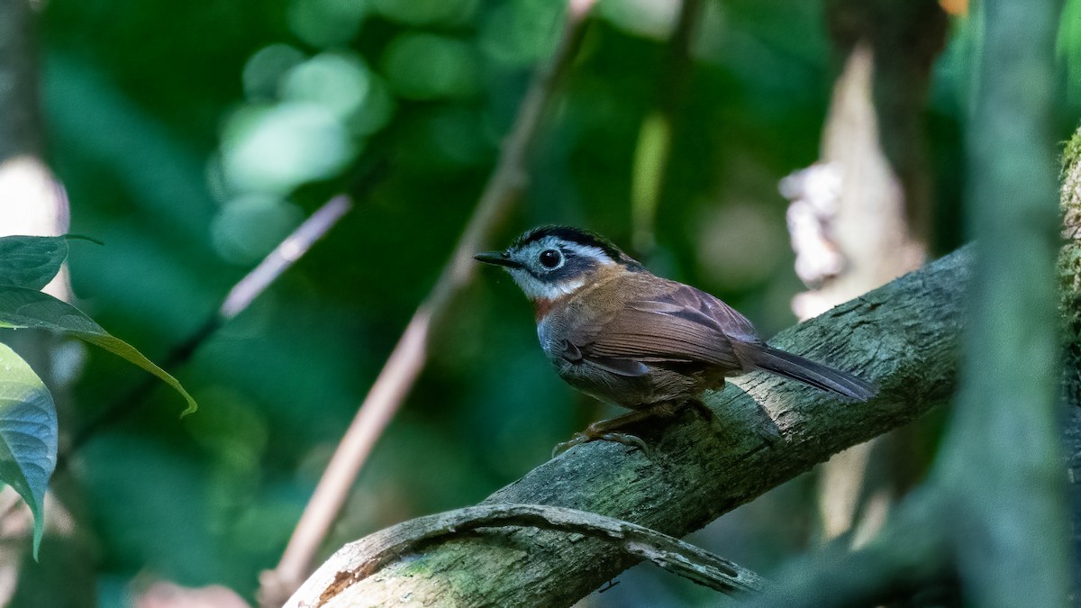 Rufous-throated Fulvetta - ML620638575