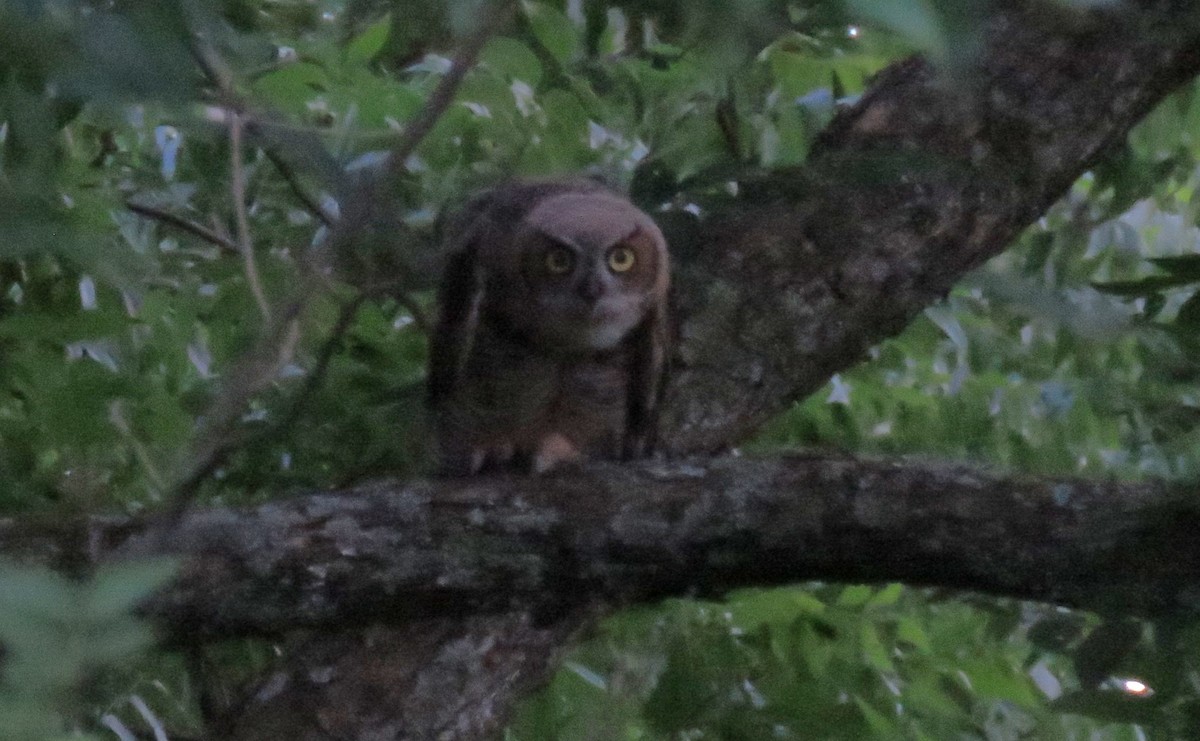 Great Horned Owl - ML620638590