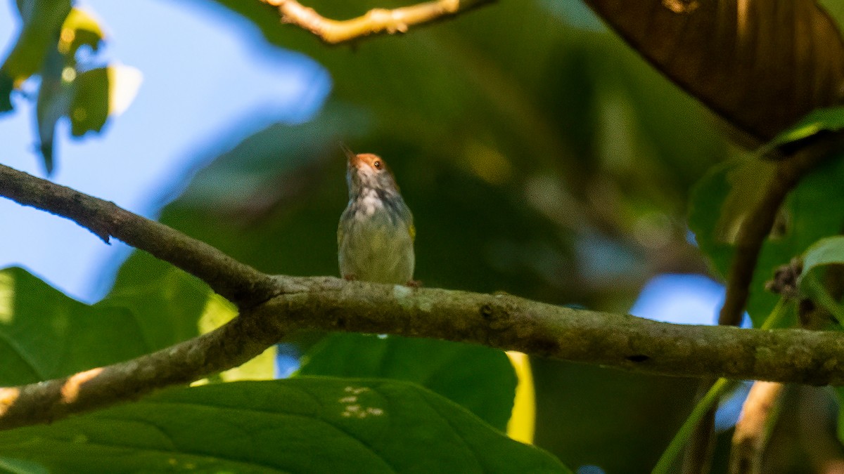 Dunkelkehl-Schneidervogel - ML620638595