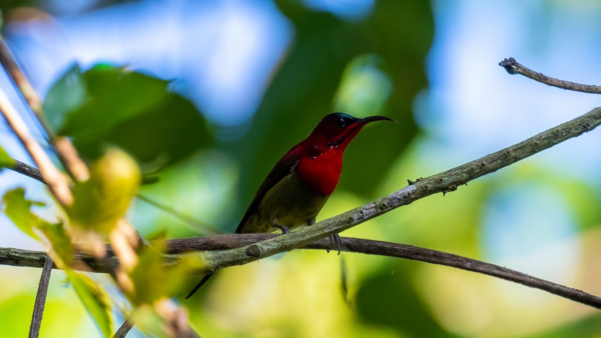 Crimson Sunbird - ML620638596