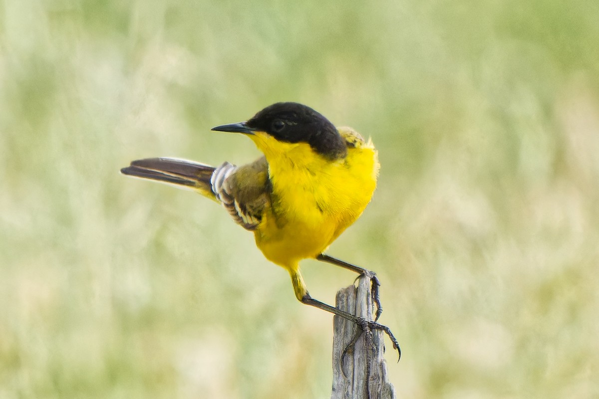 Western Yellow Wagtail - ML620638599