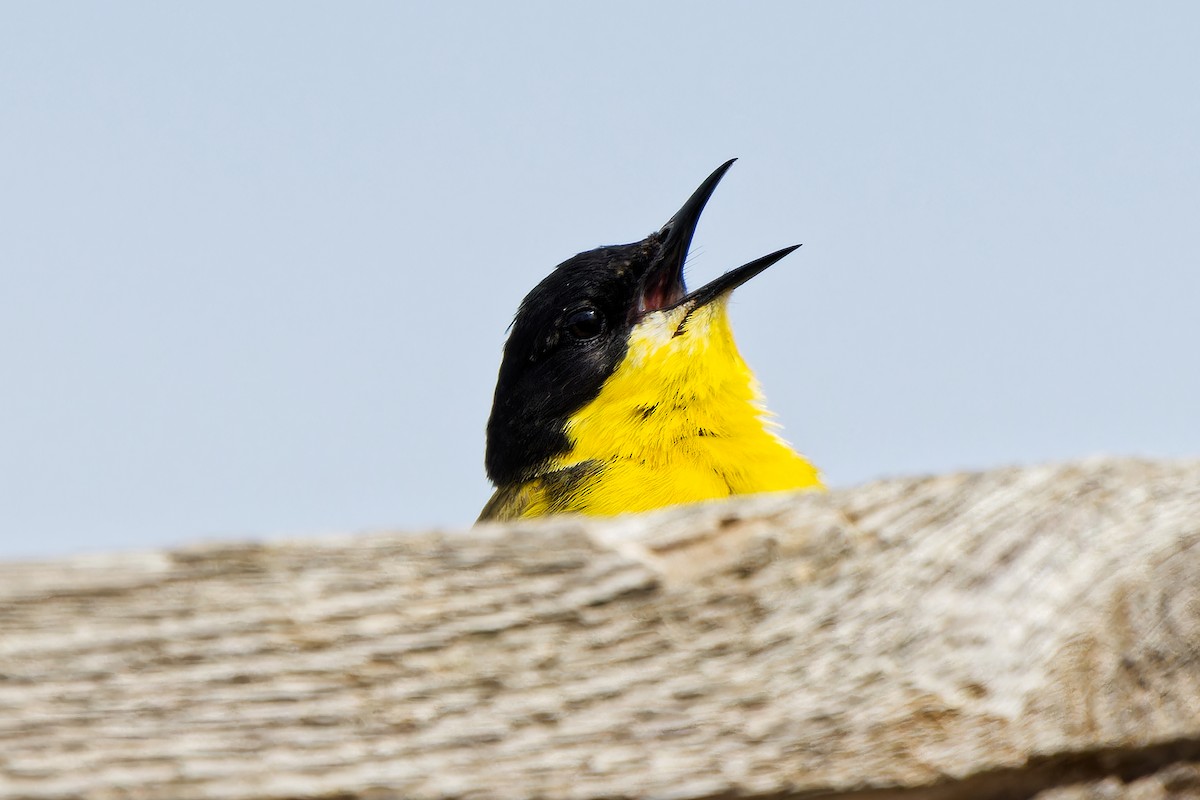 Western Yellow Wagtail - ML620638601