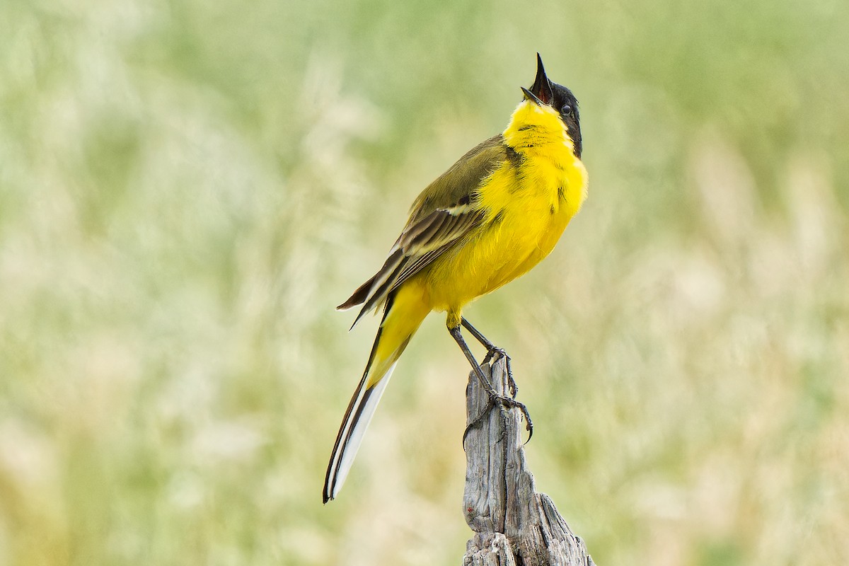 Western Yellow Wagtail - ML620638604