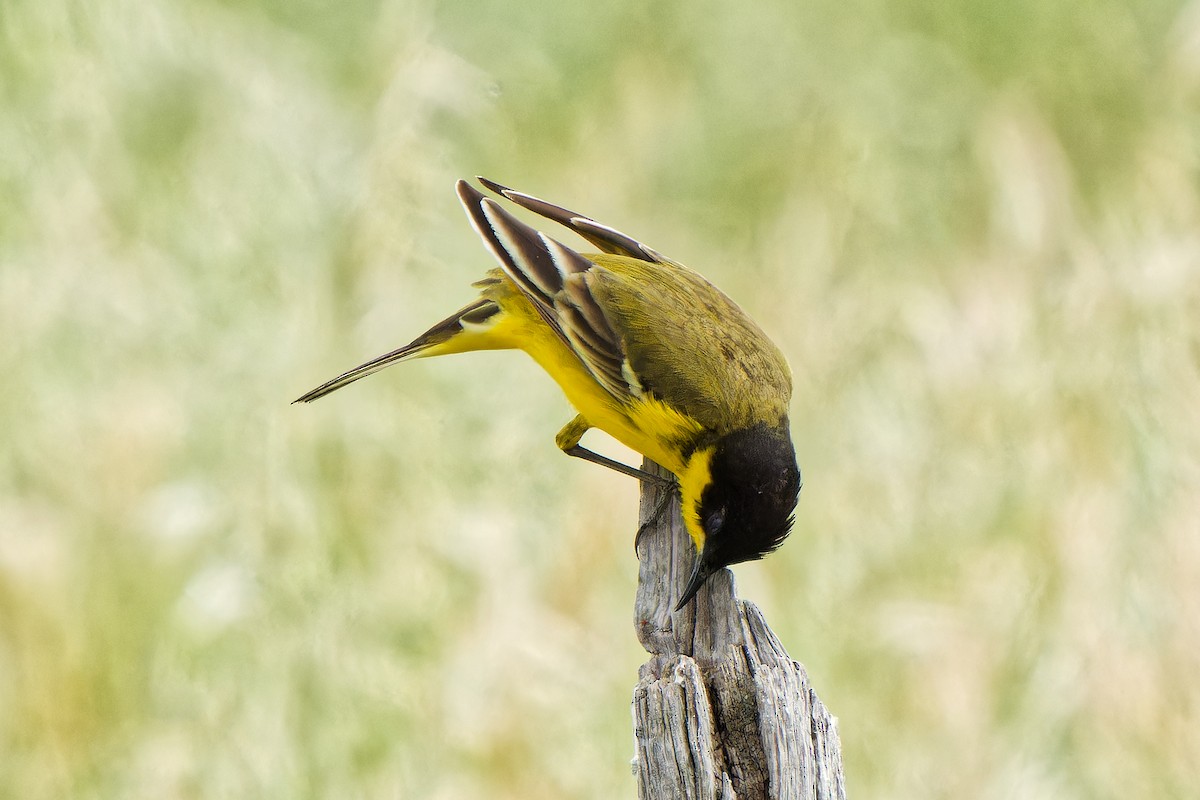 Western Yellow Wagtail - ML620638606