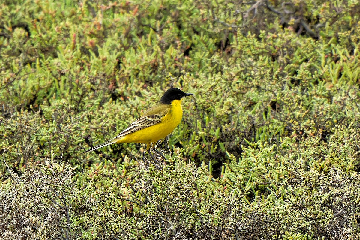 Western Yellow Wagtail - ML620638607