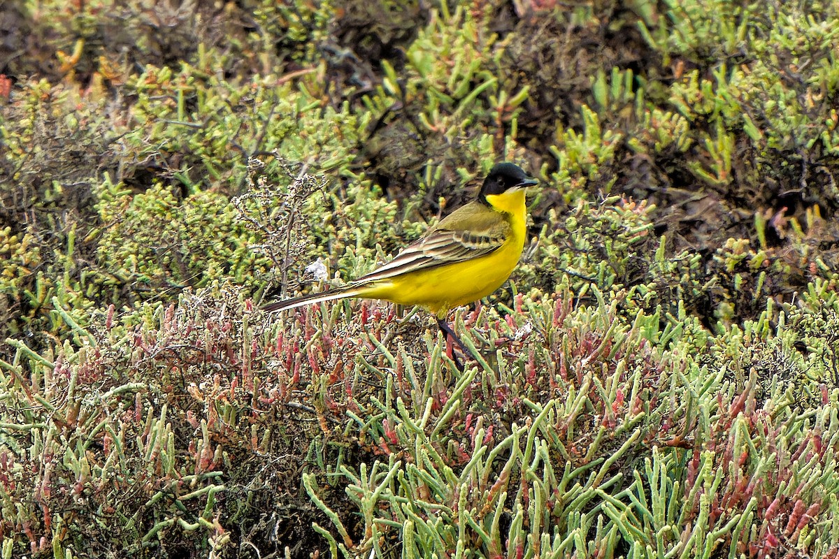 Western Yellow Wagtail - ML620638608