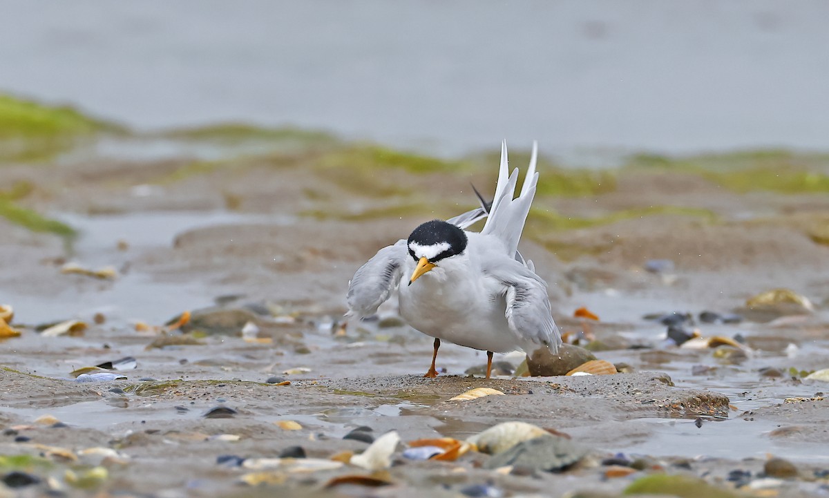 Least Tern - ML620638610