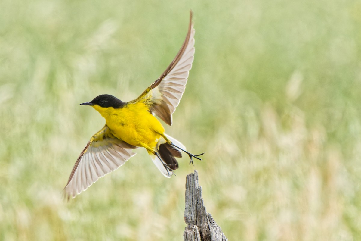 Western Yellow Wagtail - leon berthou