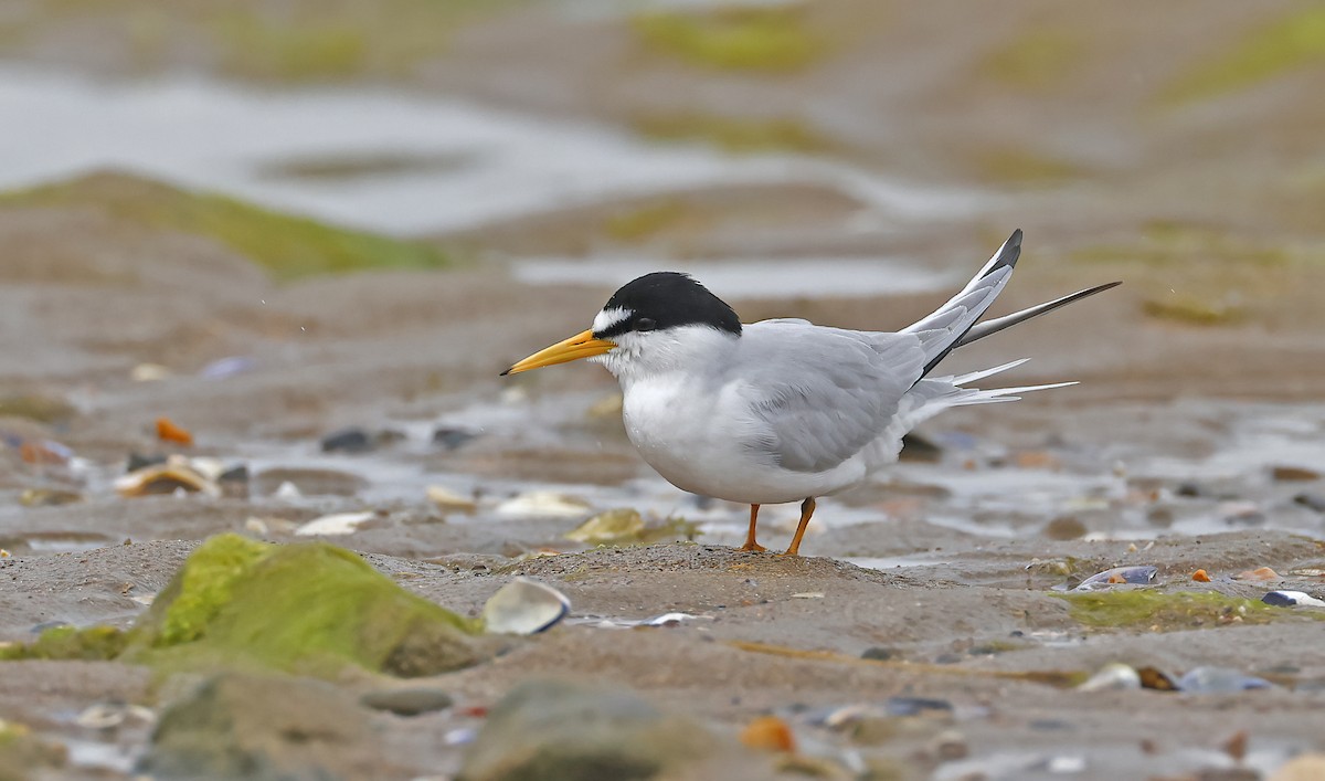 Least Tern - ML620638612