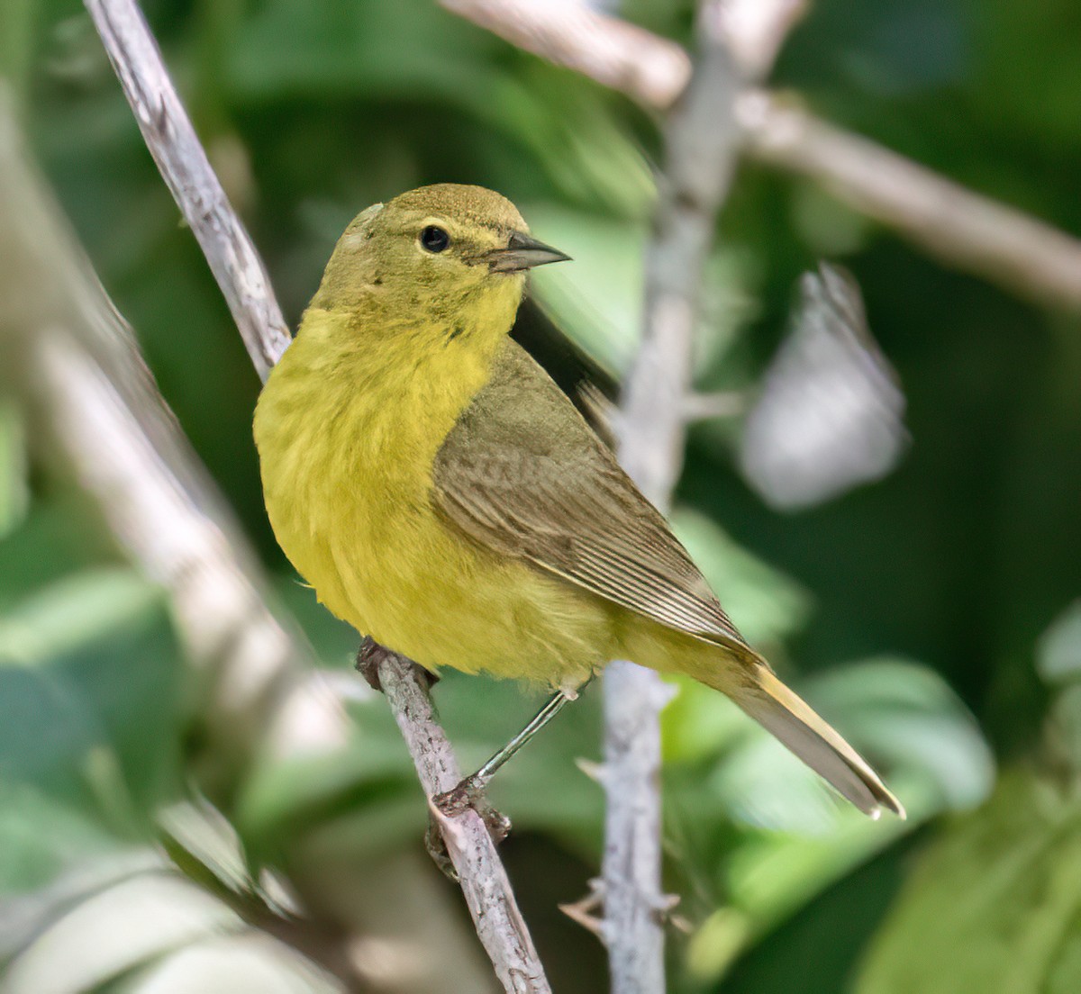 Orange-crowned Warbler - ML620638617