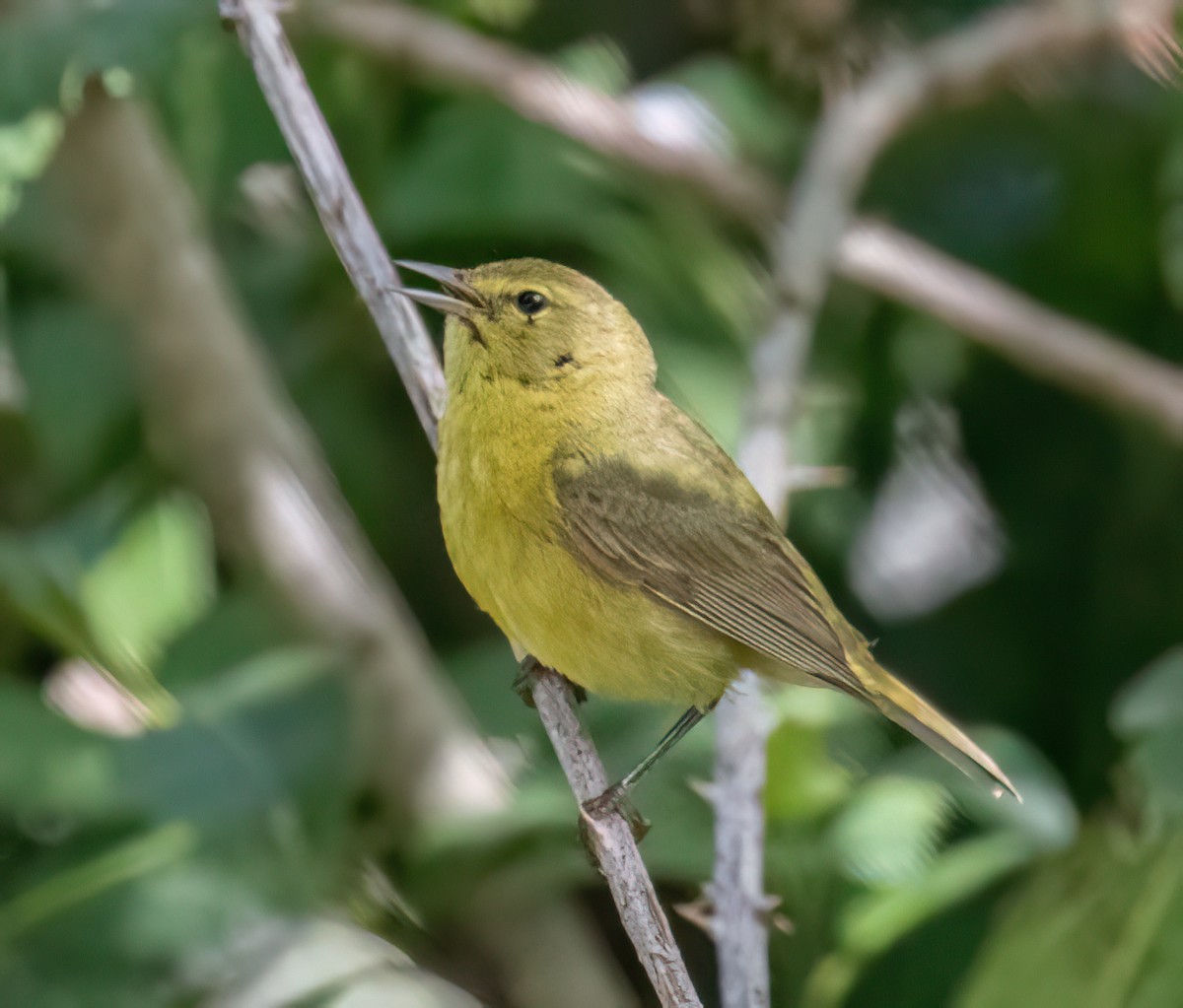 Orange-crowned Warbler - ML620638618