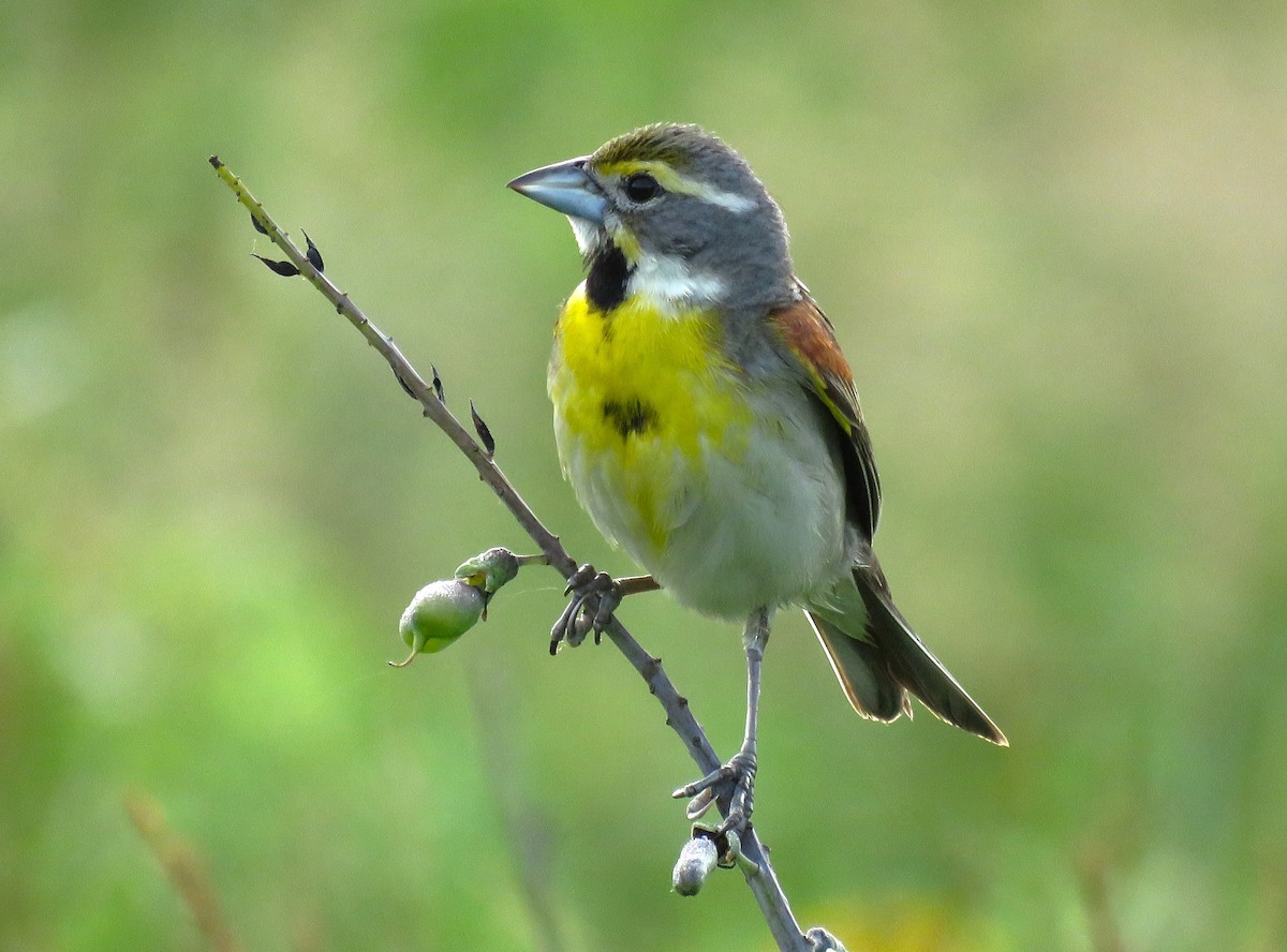 Dickcissel - ML620638625