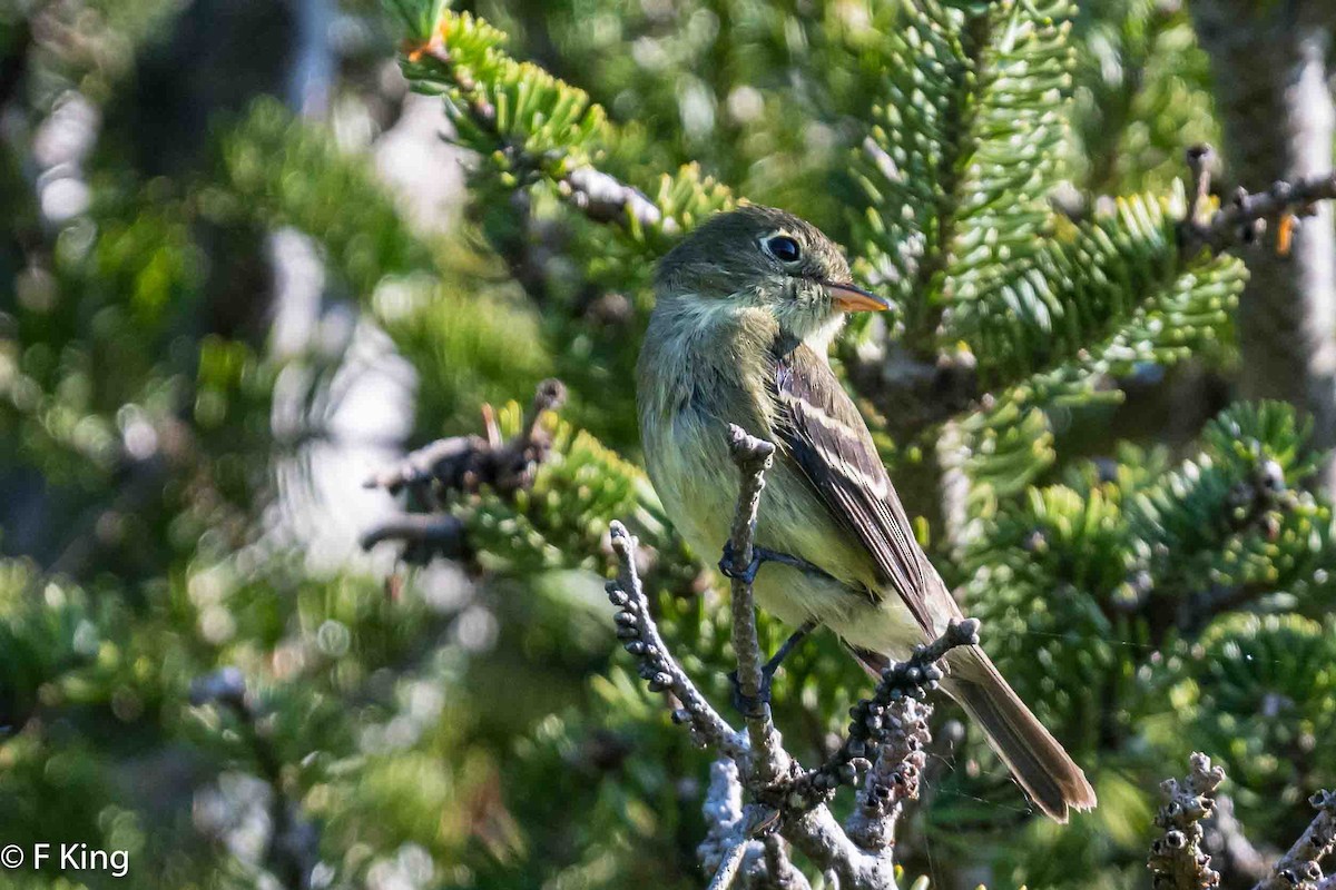 Yellow-bellied Flycatcher - ML620638631