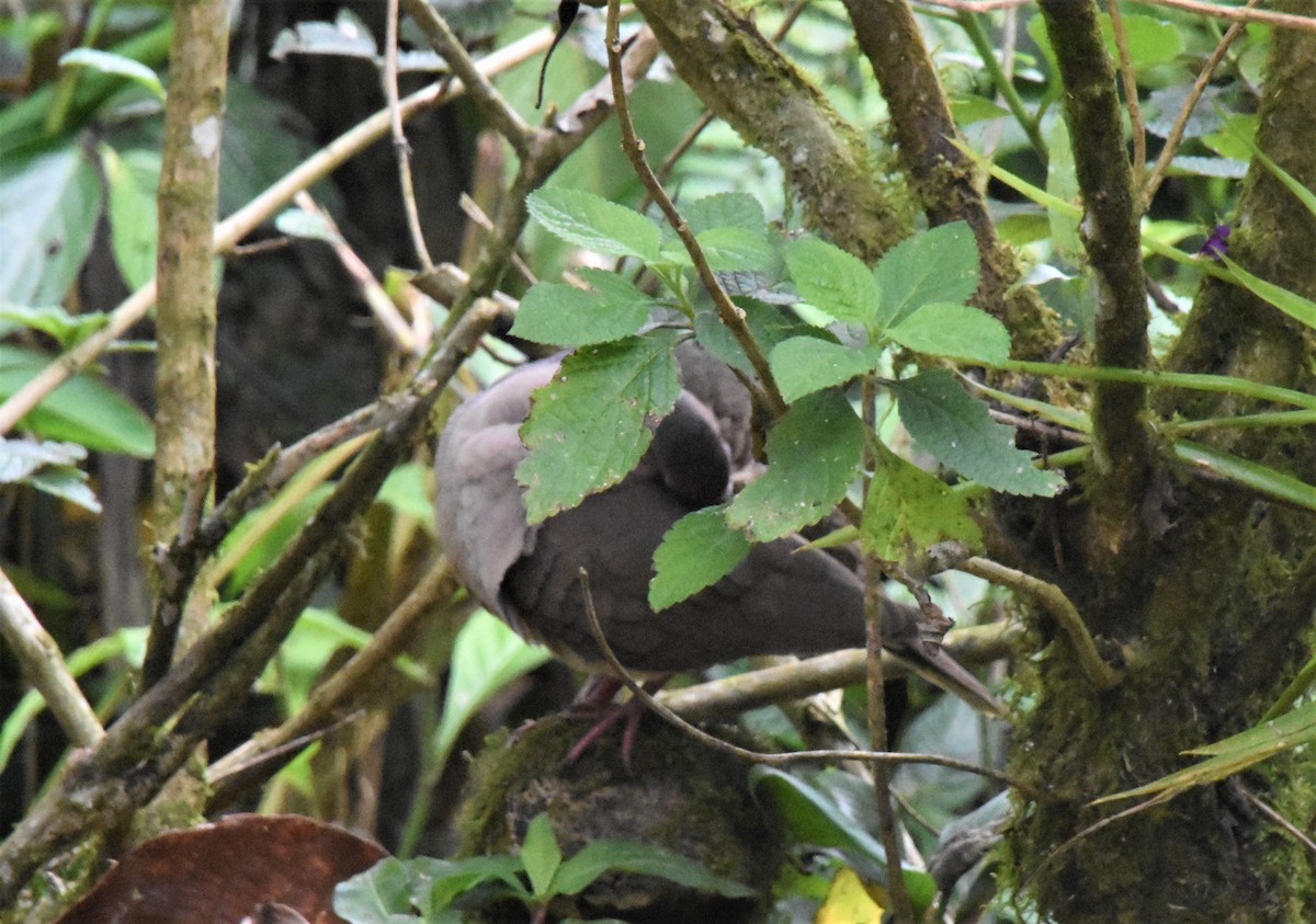 Pigeon à bec rouge - ML620638636