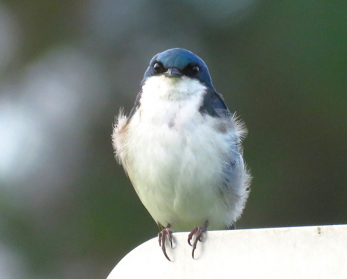 Tree Swallow - ML620638637