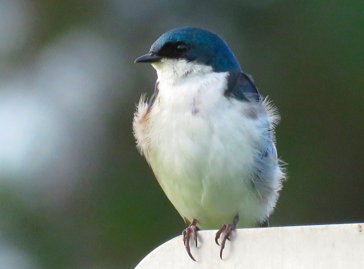 Tree Swallow - ML620638642