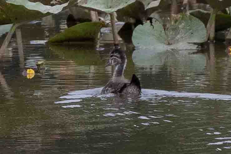 Wood Duck - ML620638645