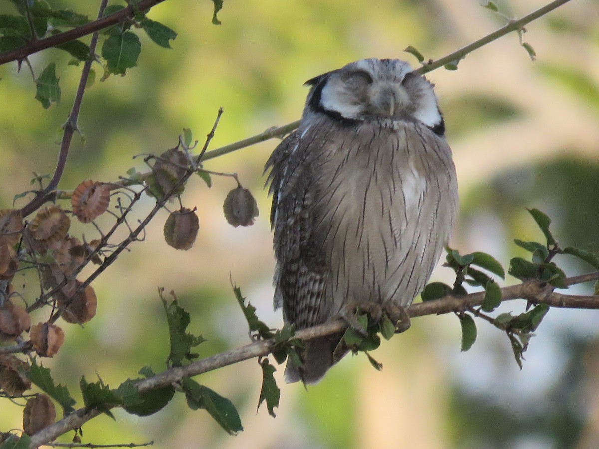 African Wood-Owl - ML620638646
