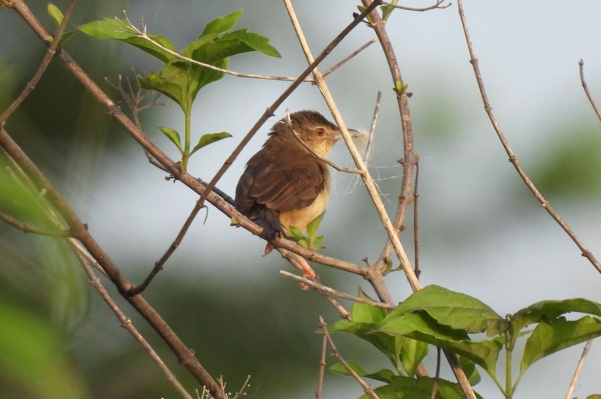 Jungle Prinia - ML620638647