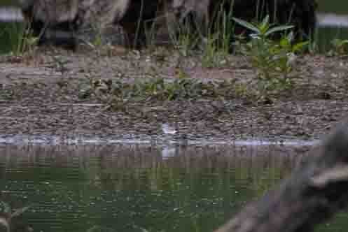 Least Tern - ML620638648