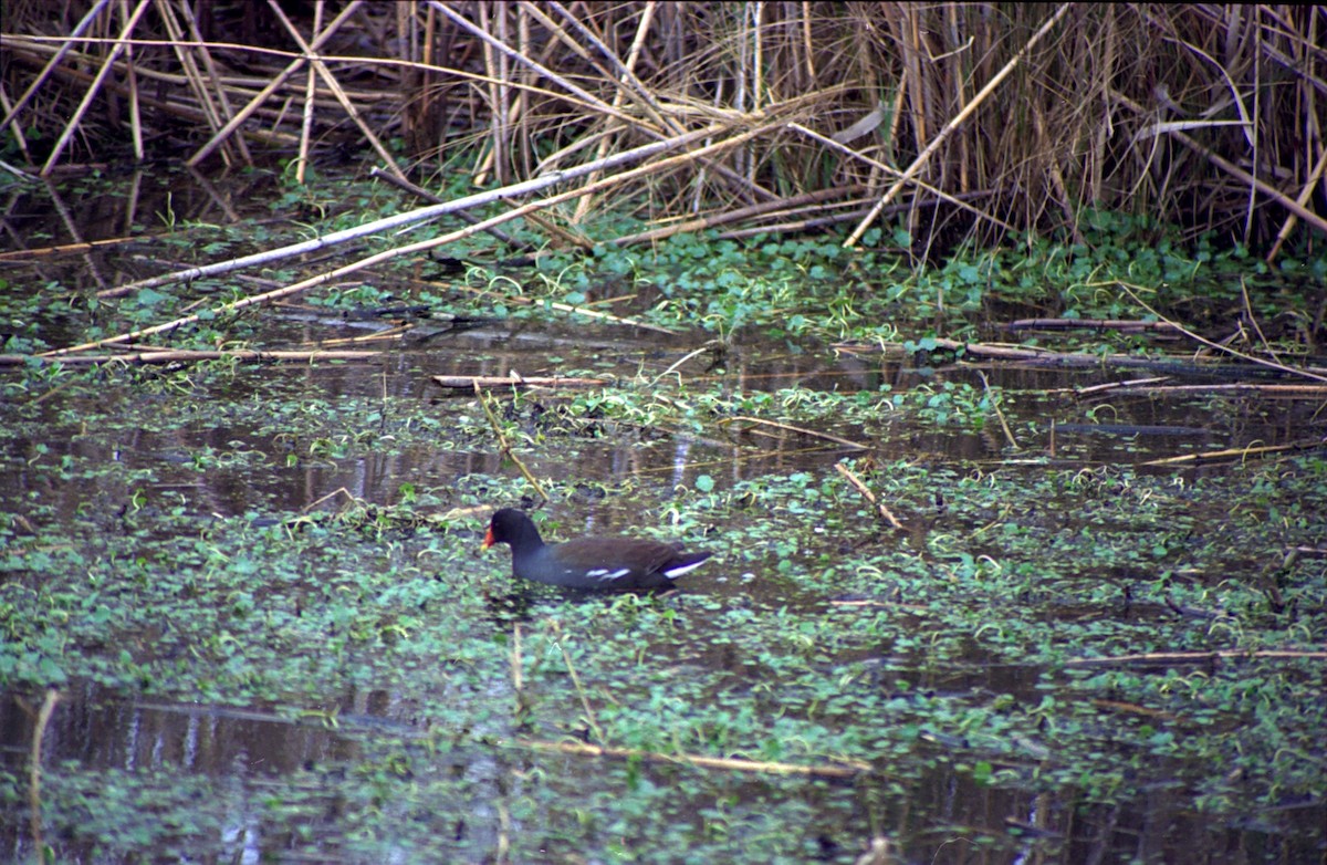 Common Gallinule - ML620638649