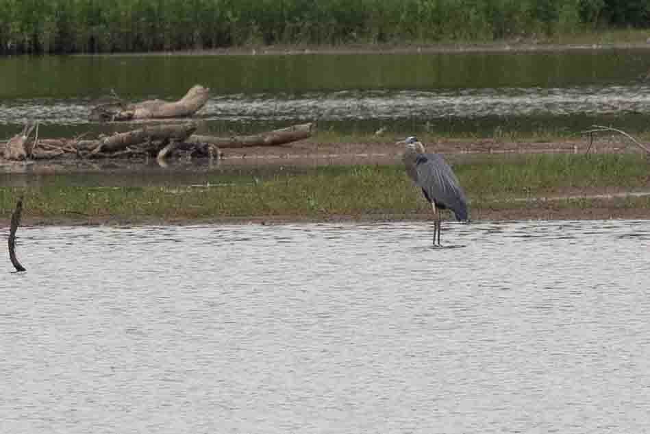 Great Blue Heron - Ann Van Sant