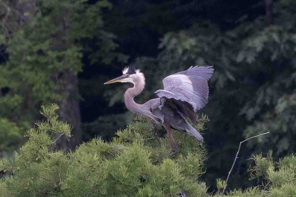 Great Blue Heron - Ann Van Sant