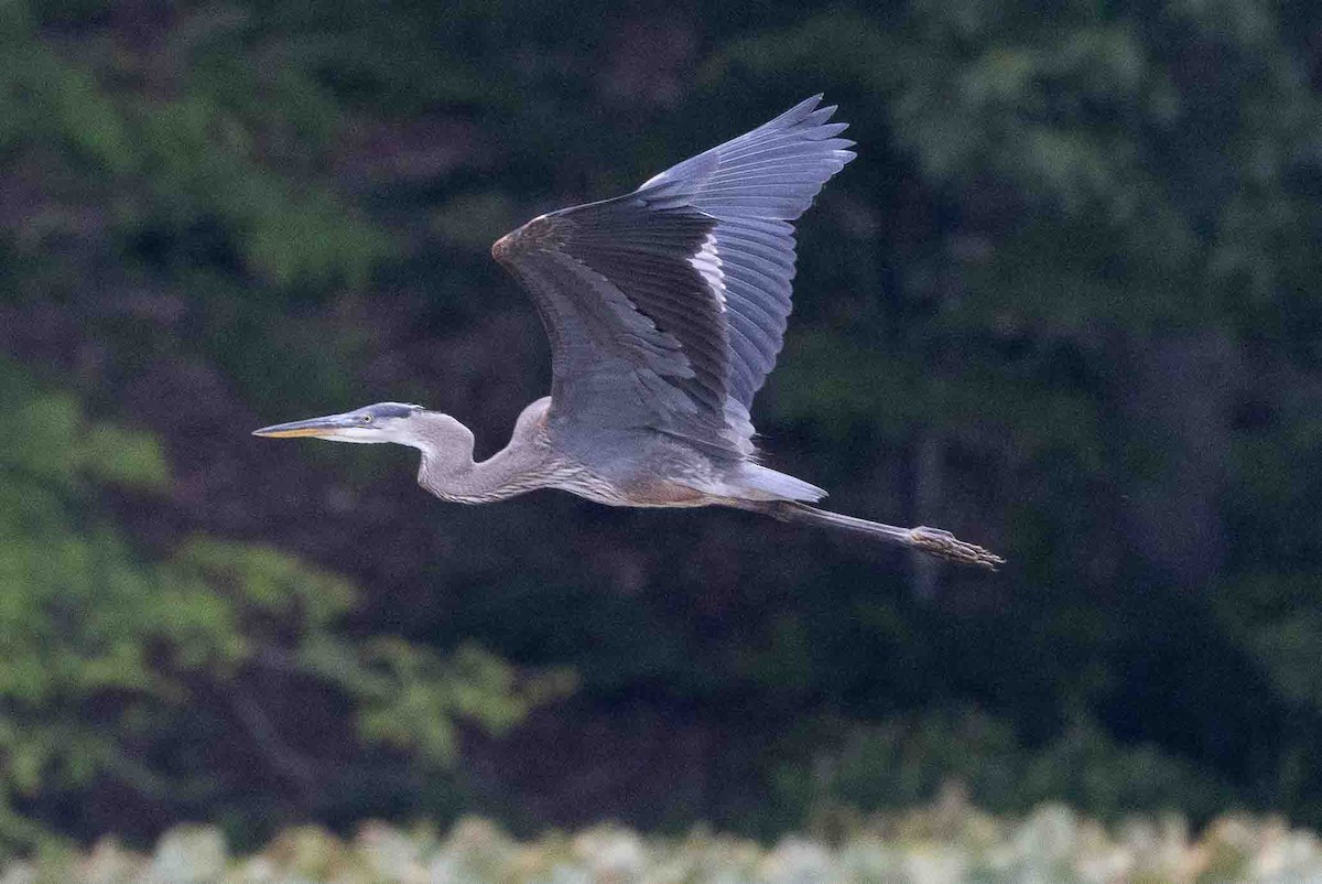 Great Blue Heron - ML620638655