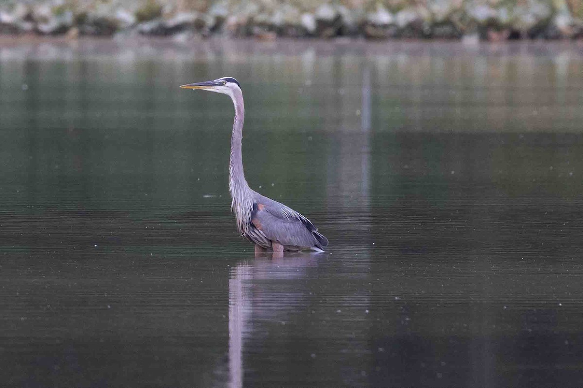 Great Blue Heron - ML620638659