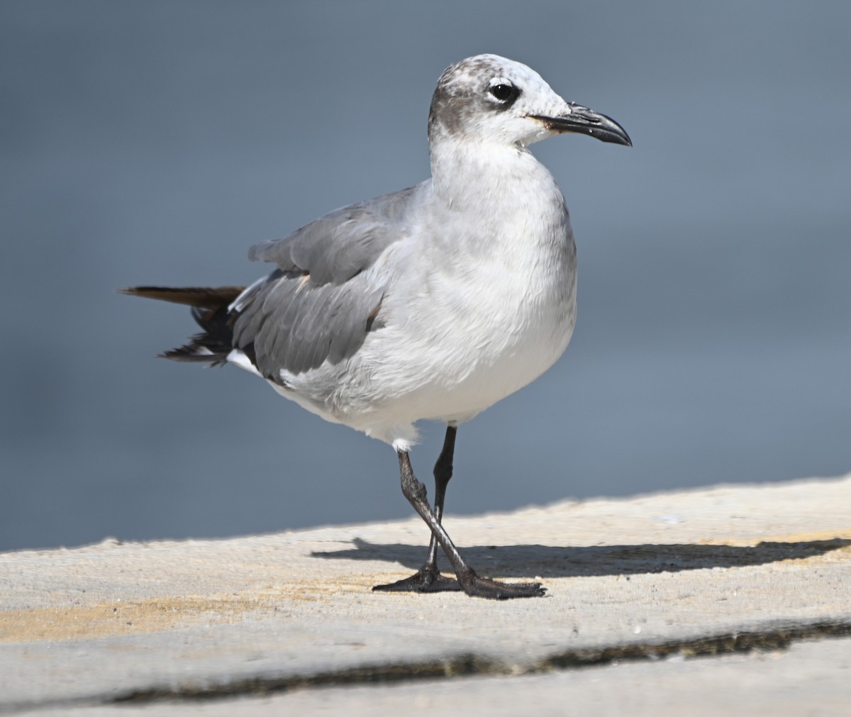 Laughing Gull - ML620638663