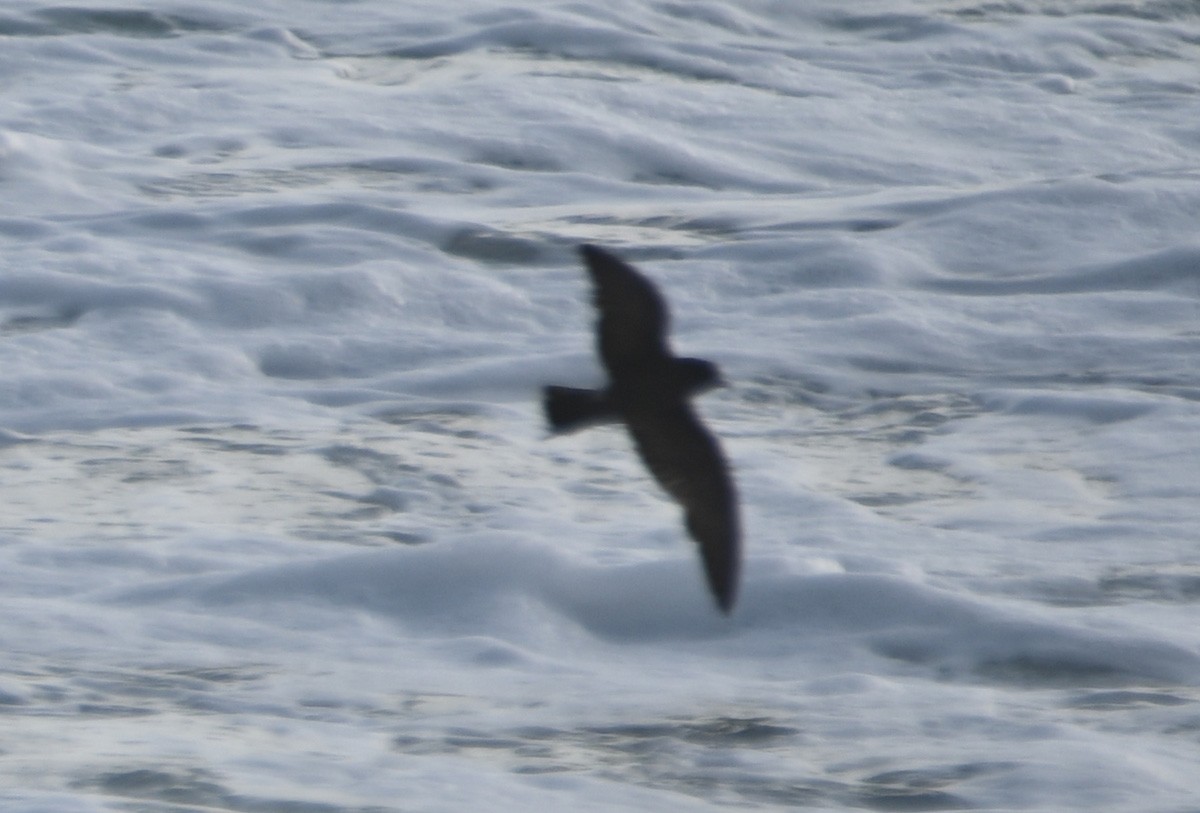 Leach's Storm-Petrel - ML620638665