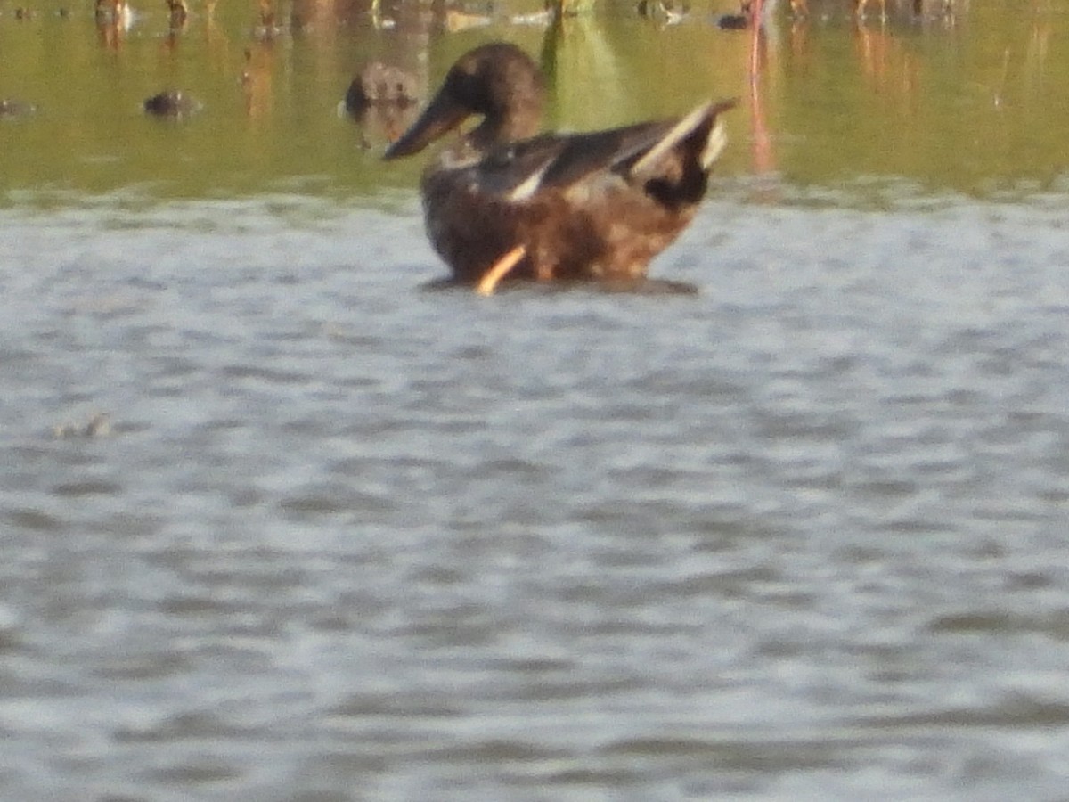 Northern Shoveler - ML620638667