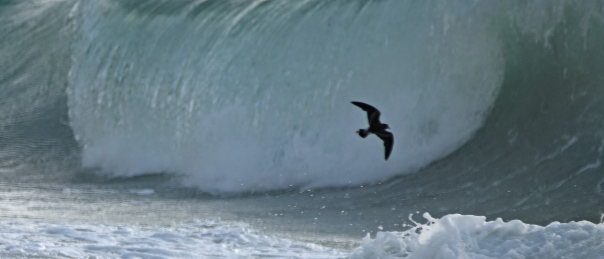 Leach's Storm-Petrel - ML620638668