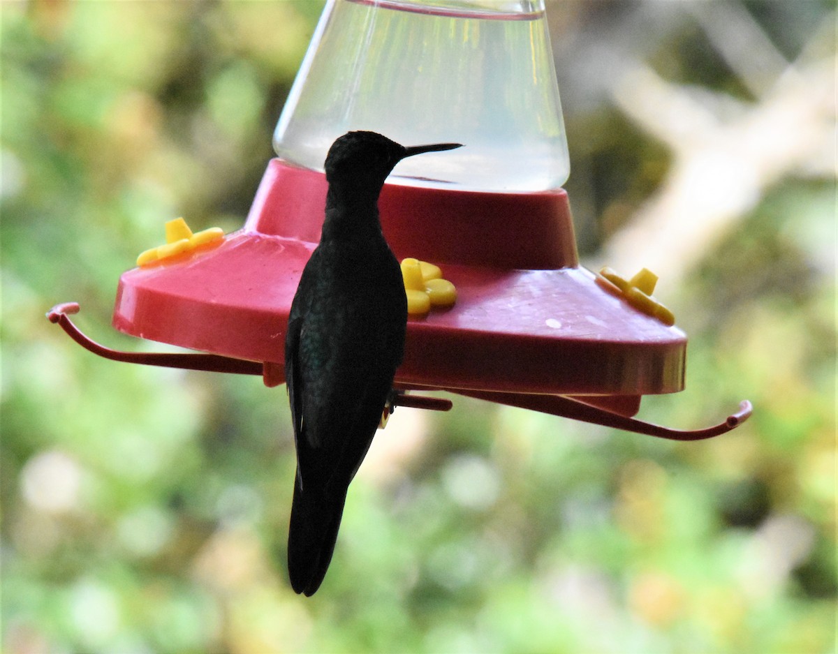 kolibřík vidloocasý - ML620638671