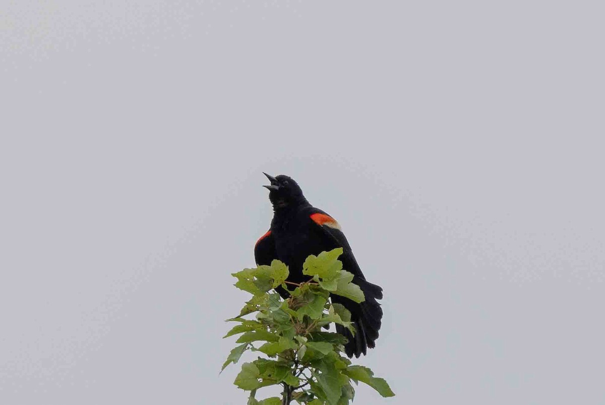 Red-winged Blackbird - ML620638672