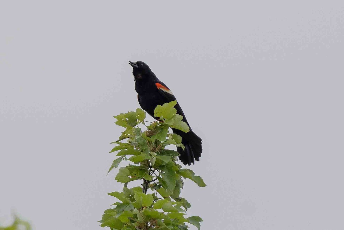 Red-winged Blackbird - ML620638674