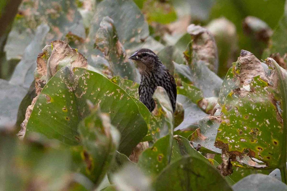 Red-winged Blackbird - ML620638678