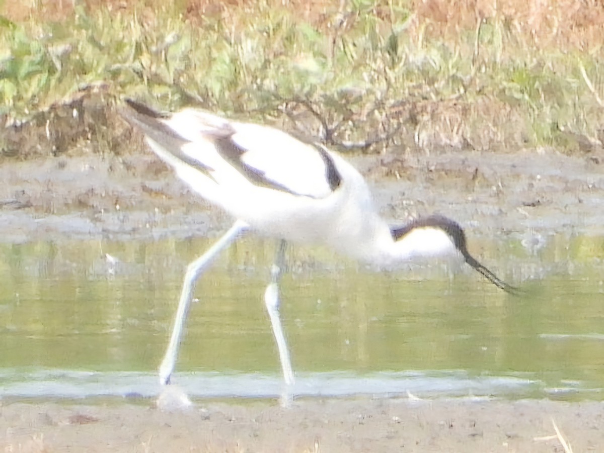 Avocette élégante - ML620638682