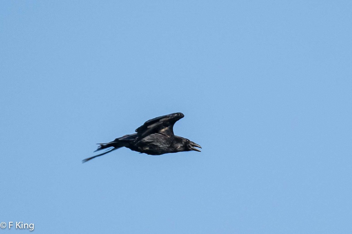 Common Raven - ML620638689