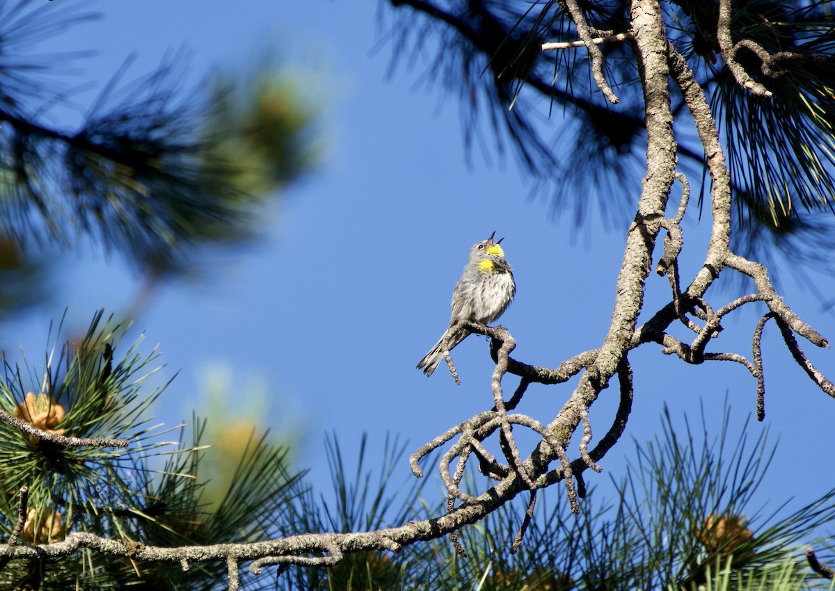 Yellow-rumped Warbler (Audubon's) - ML620638711