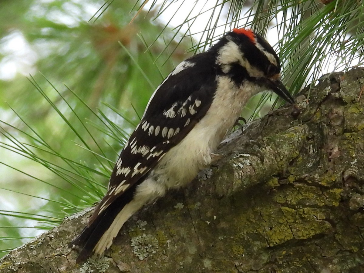 Downy Woodpecker - ML620638714