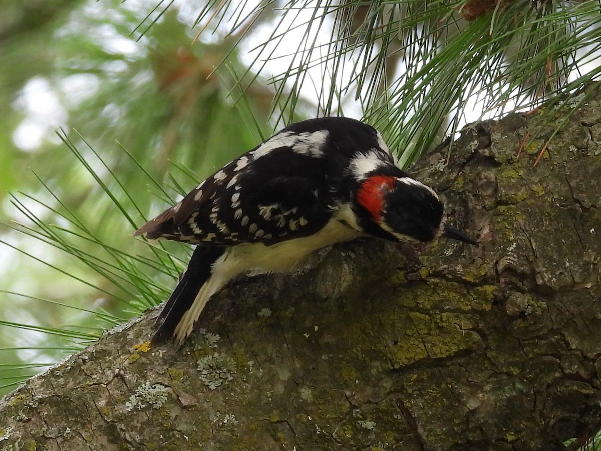 Downy Woodpecker - ML620638715