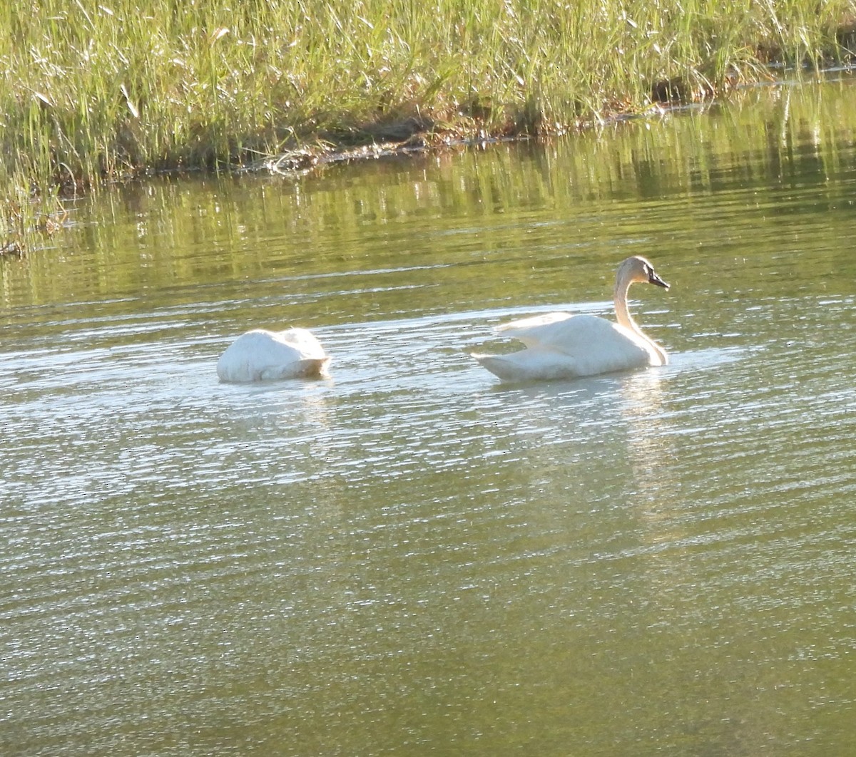 Trumpeter Swan - ML620638719