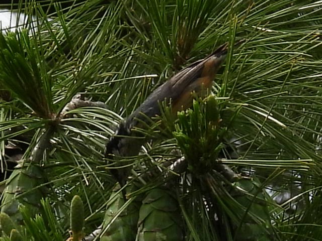 Red-breasted Nuthatch - ML620638720
